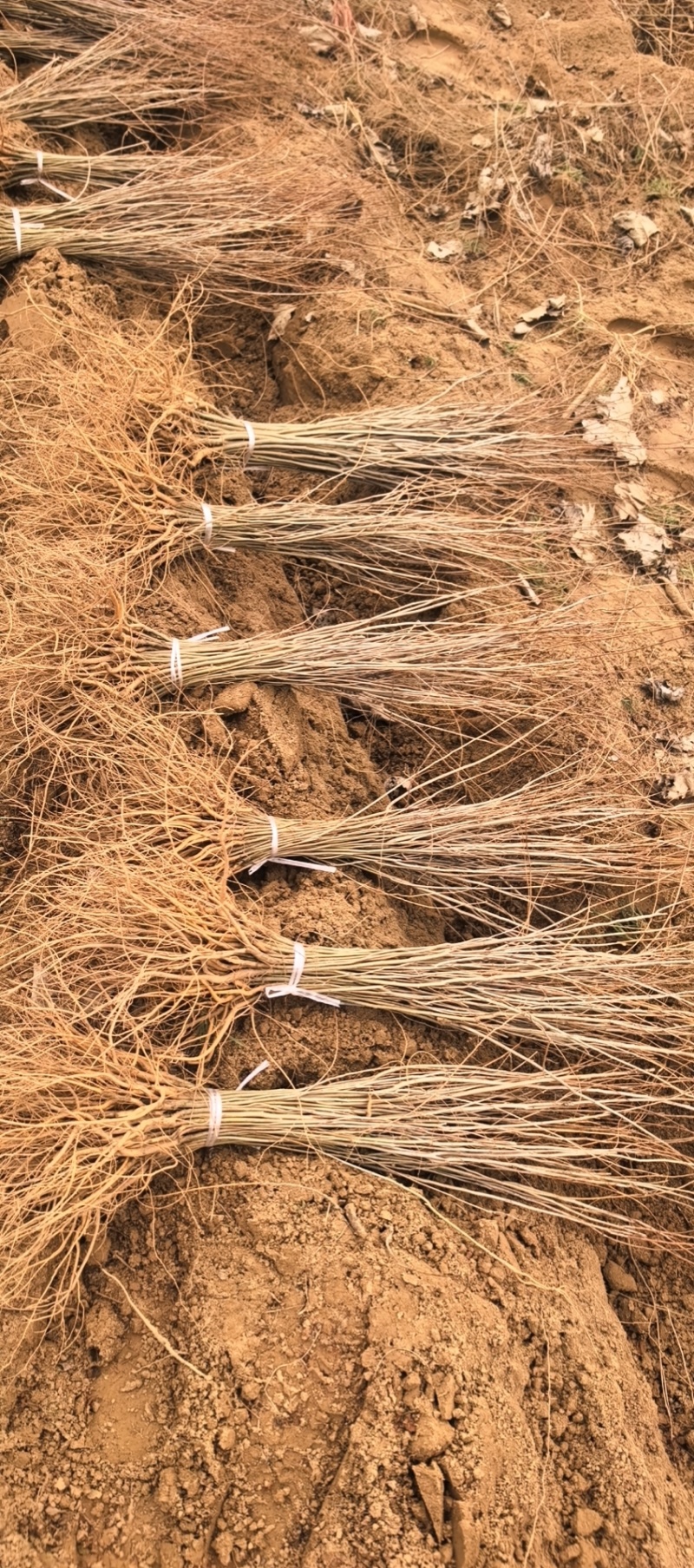 河南民权誉威紫穗槐种植基地