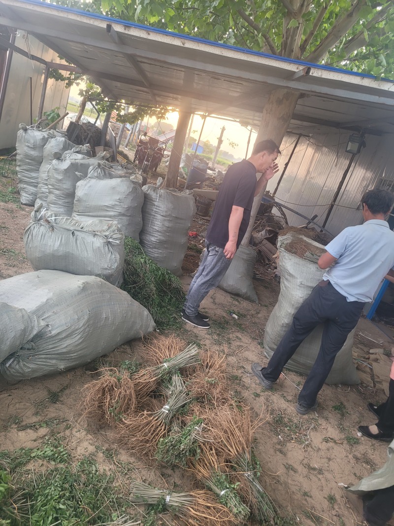 河南民权誉威紫穗槐种植基地
