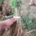河南民权誉威紫穗槐种植基地