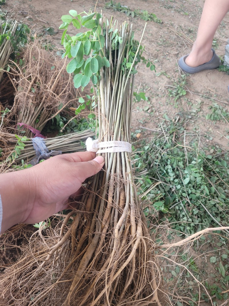 河南民权誉威紫穗槐种植基地