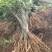 河南民权誉威紫穗槐种植基地