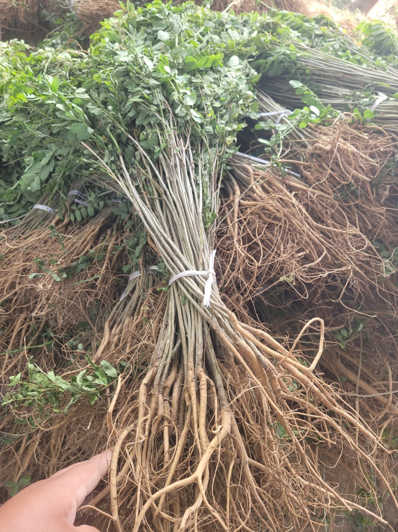 河南民权誉威紫穗槐种植基地