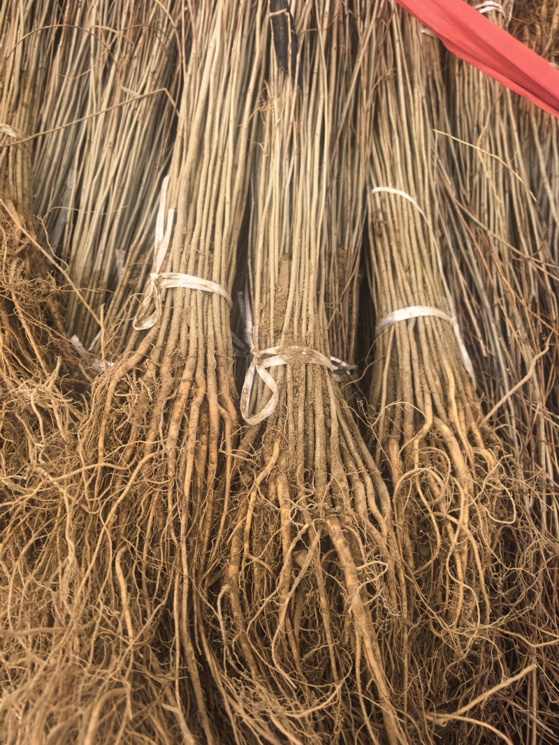 河南民权誉威紫穗槐种植基地