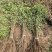 河南民权誉威紫穗槐种植基地