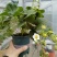 精品草莓盆栽#基地直发