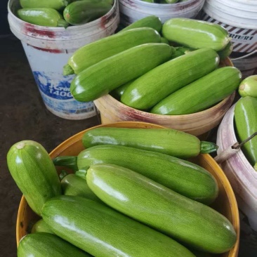 精品绿皮西葫芦产地直发货源充足量大从优质量保证欢迎咨询