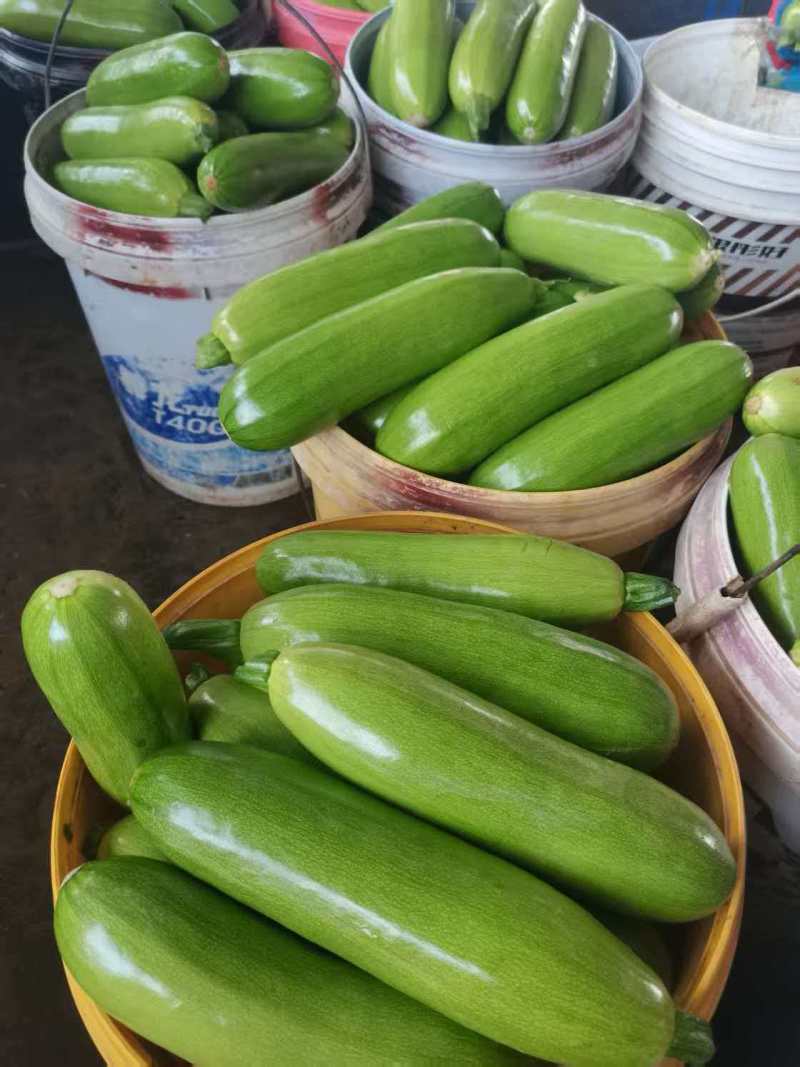 精品绿皮西葫芦产地直发货源充足量大从优质量保证欢迎咨询