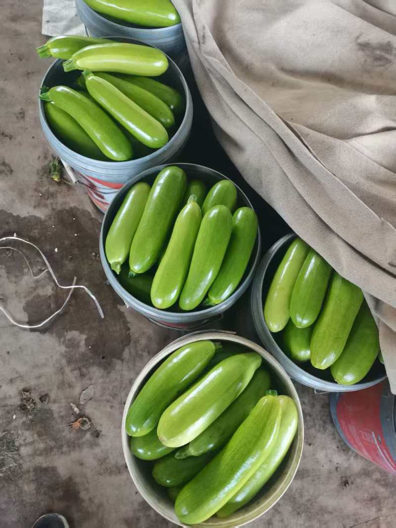 精品绿皮西葫芦产地直发货源充足量大从优质量保证欢迎咨询