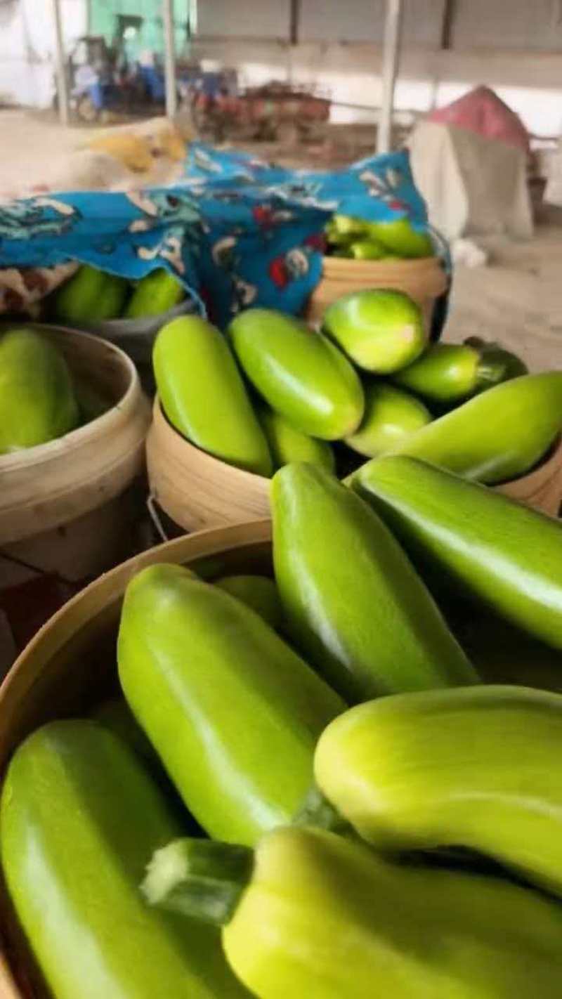 精品绿皮西葫芦产地直发货源充足量大从优质量保证欢迎咨询