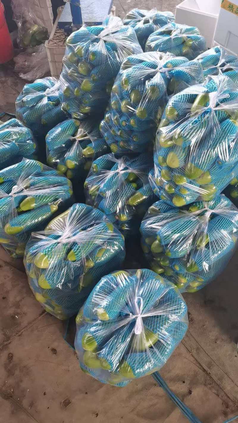 精品绿皮西葫芦产地直发货源充足量大从优质量保证欢迎咨询