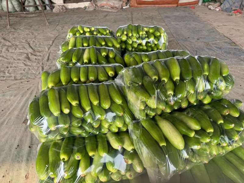 精品绿皮西葫芦产地直发货源充足量大从优质量保证欢迎咨询