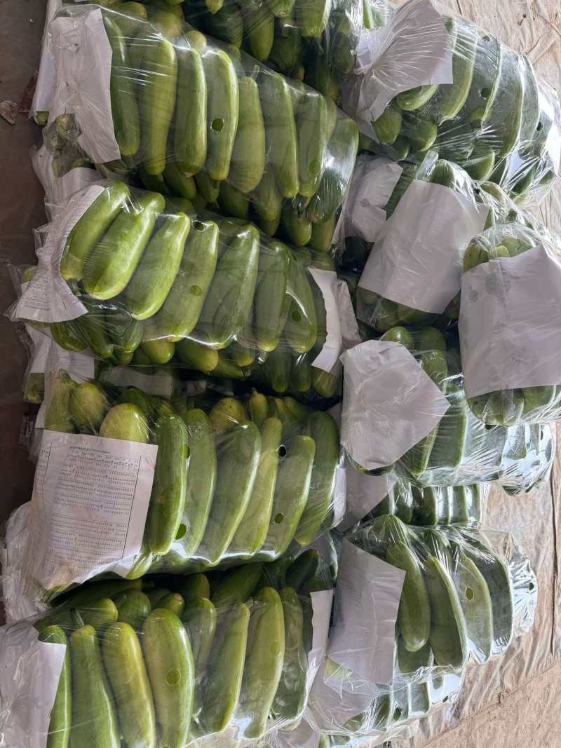 精品绿皮西葫芦产地直发货源充足量大从优质量保证欢迎咨询
