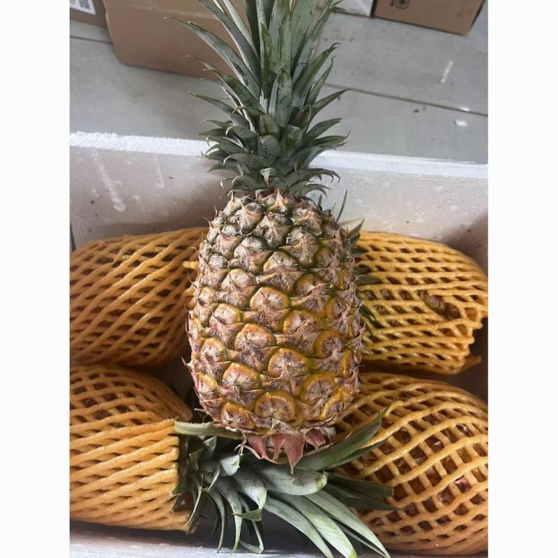 海南金钻凤梨产地直发电商一件代发