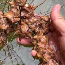 纯野生金刚藤菝葜无硫干货鲜货中药材批发产地一手货源