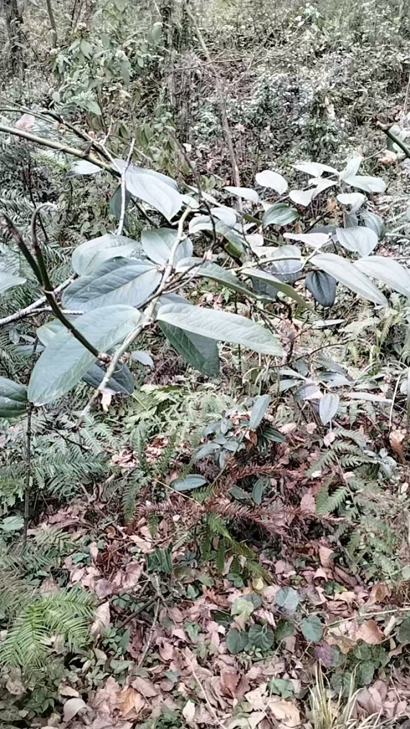 纯野生金刚藤菝葜无硫干货鲜货中药材批发产地一手货源