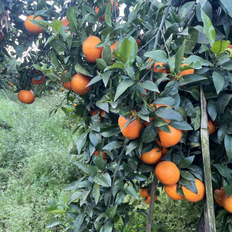 小二粗，皮毛算细的