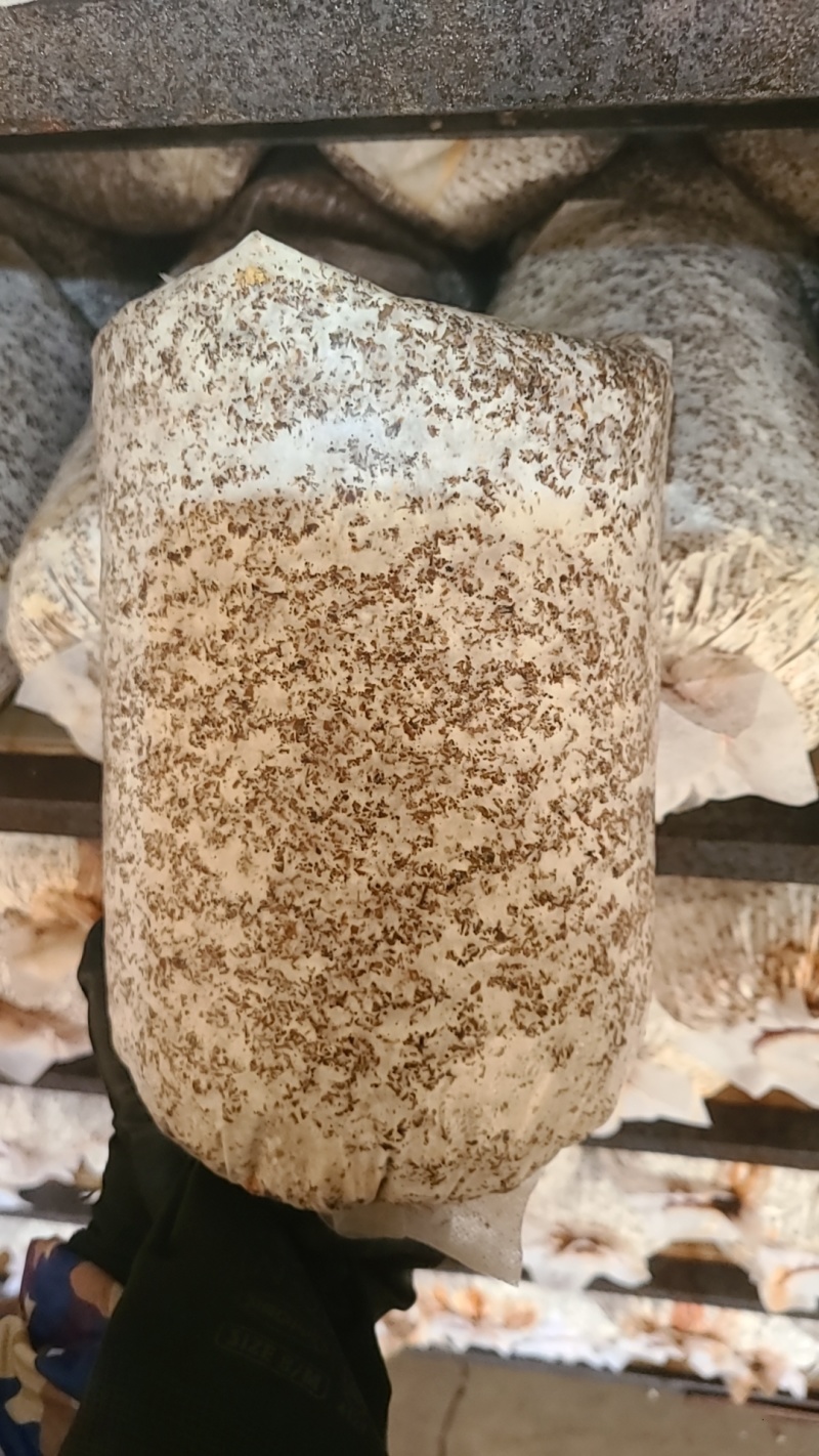 高产平菇菌包