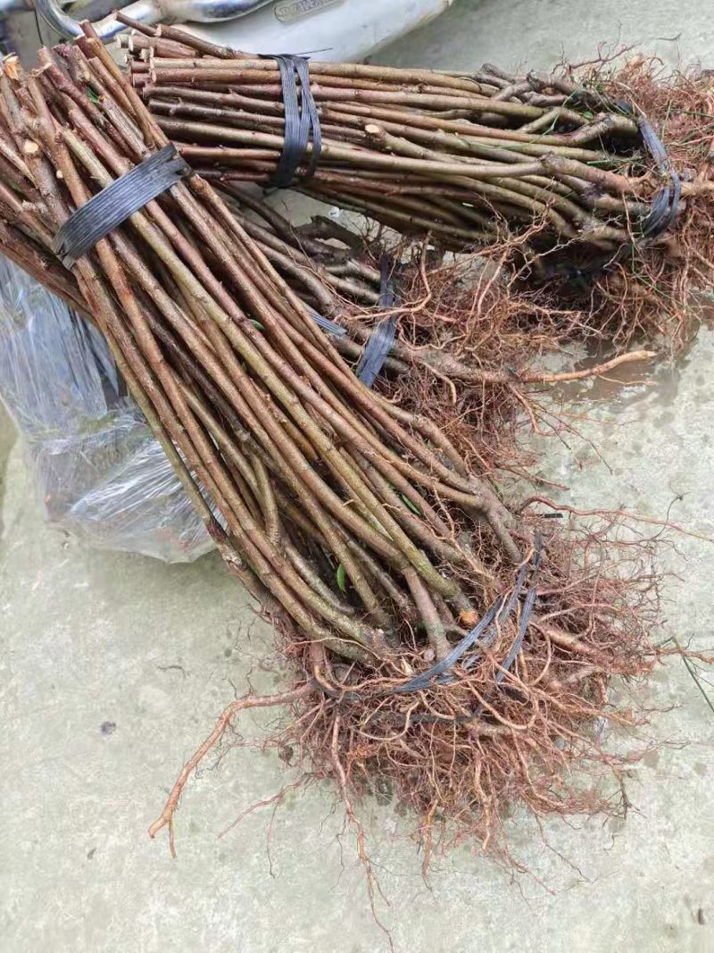蜂糖李苗