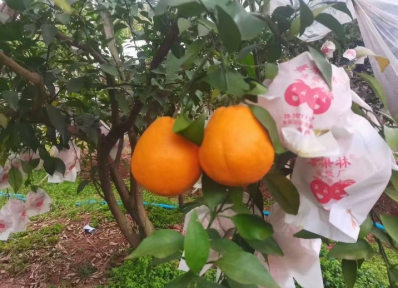 春见耙耙柑，颜色鲜红，果面干净
