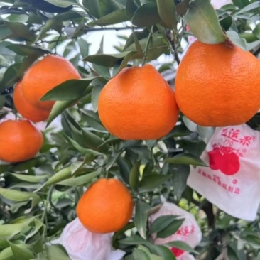 春见耙耙柑，颜色鲜红，果面干净