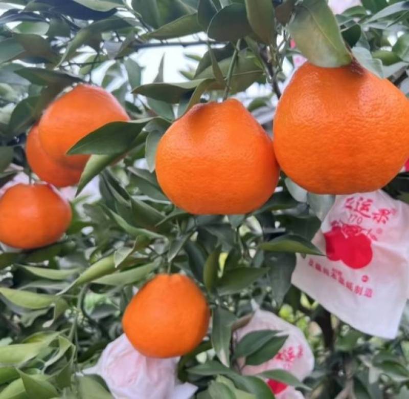 春见耙耙柑，颜色鲜红，果面干净