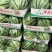 【精品】美都西瓜麒麟西瓜，河南产地大量上市可供市场超市