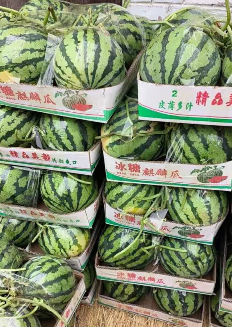 【精品】美都西瓜麒麟西瓜，河南产地大量上市可供市场超市