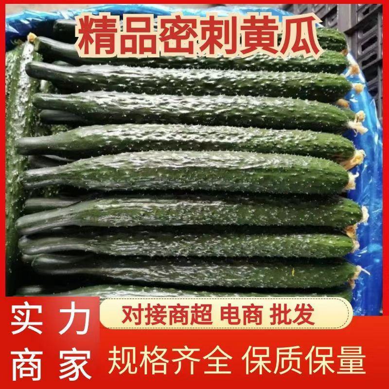 河南商丘夏邑县密刺黄瓜产地直发专业团队代发全国
