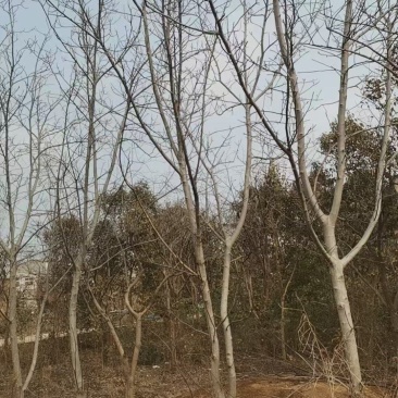 20年柿子树出售