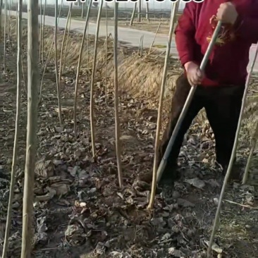 107速生杨