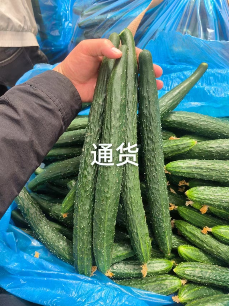 河南商丘夏邑县密刺黄瓜产地直发专业团队代发全国