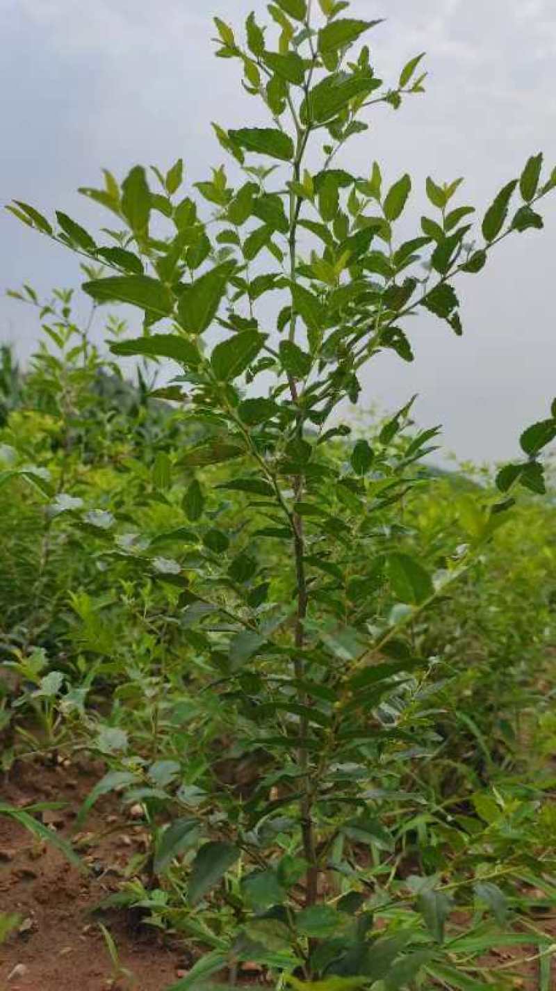 辽宁朝阳药用酸枣大田苗