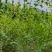 辽宁朝阳药用酸枣大田苗