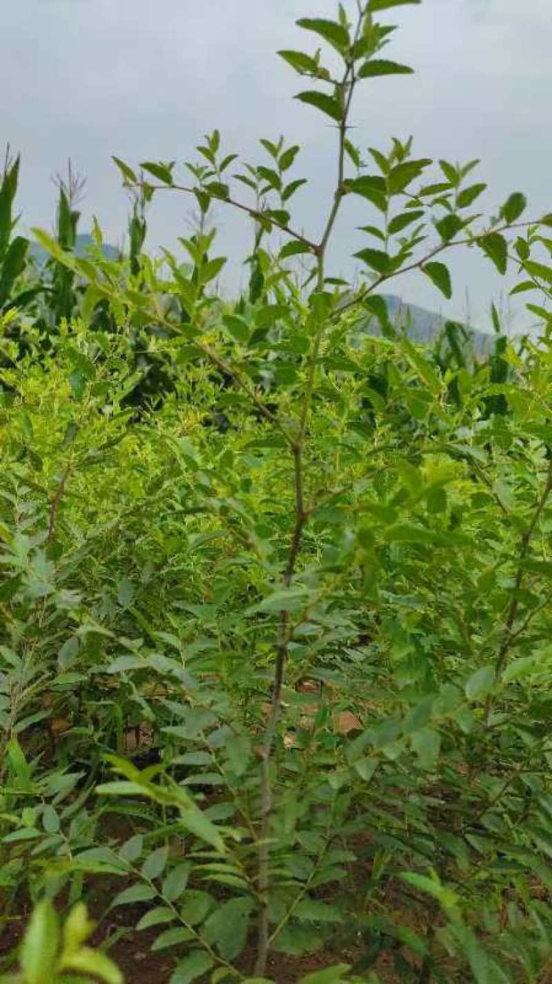 辽宁朝阳药用酸枣大田苗