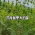 辽宁朝阳药用酸枣大田苗