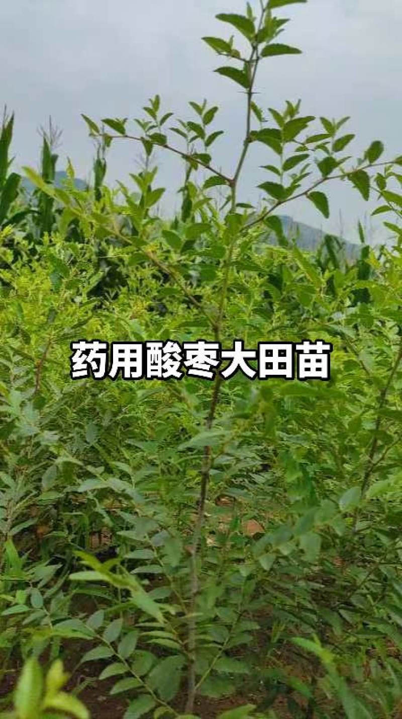 辽宁朝阳药用酸枣大田苗