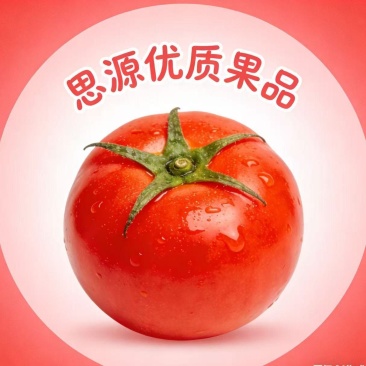 安徽普罗旺斯西红柿，原产地直销，价格优惠