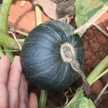 贝贝南瓜，大量精品。
