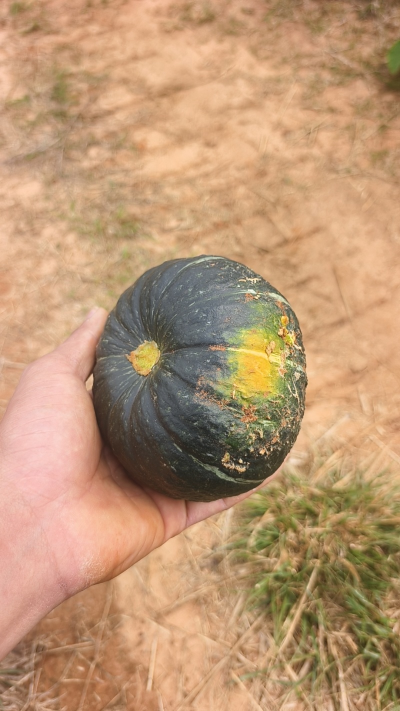 贝贝南瓜，大量精品。