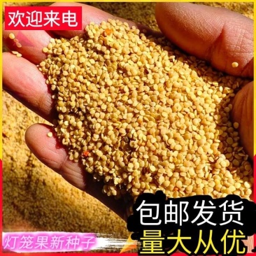 【灯笼果新种子】红姑娘苦姑娘内蒙古发货可包邮量大从优