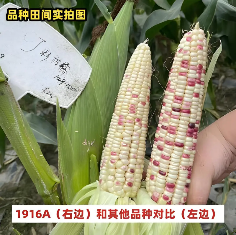 国审苏玉糯702加甜大棒甜糯玉米国审玉20200504