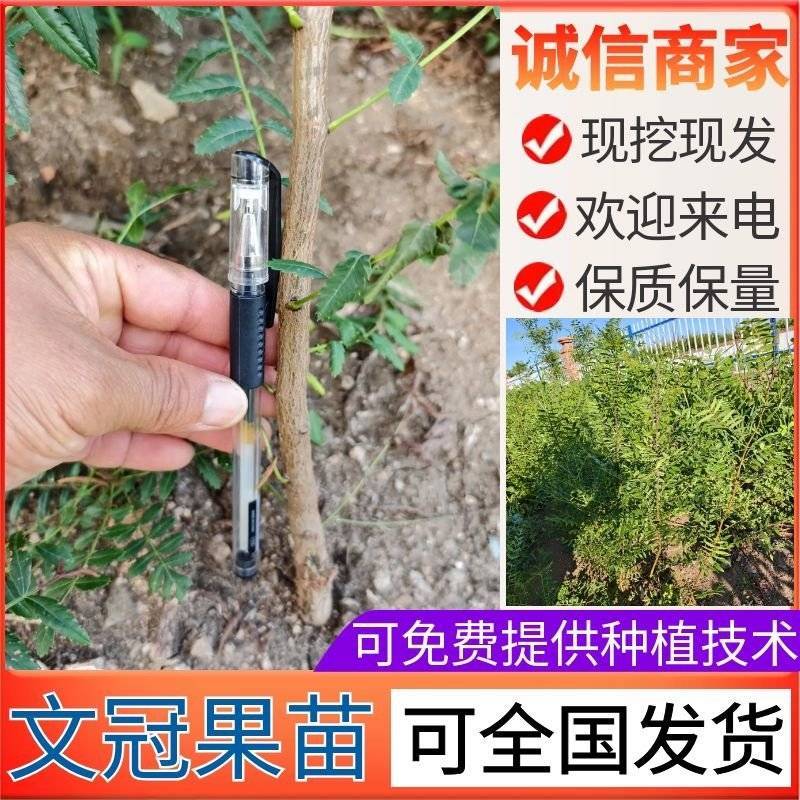 文冠果树苗一年生内蒙古种植基地直发免费技术指导全国发货