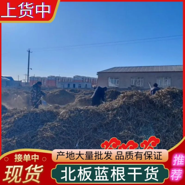北板蓝根干货/大量批发/品质保证/产地直发/可全国发货