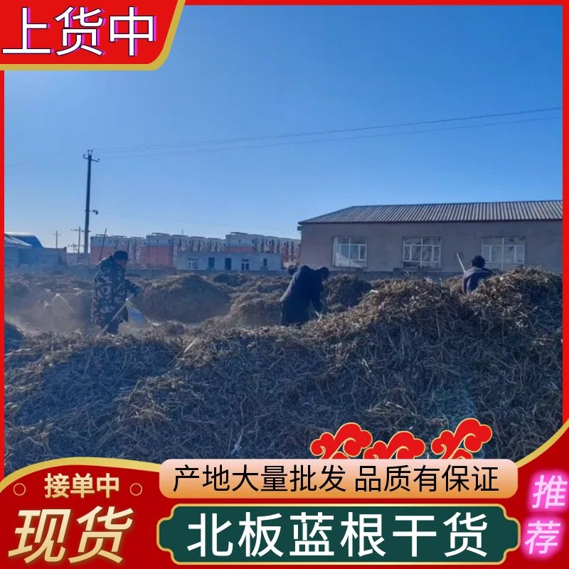 北板蓝根干货/大量批发/品质保证/产地直发/可全国发货