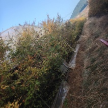树苗红豆杉