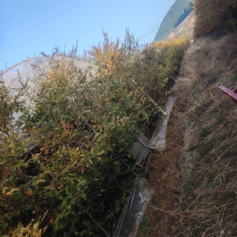 树苗红豆杉