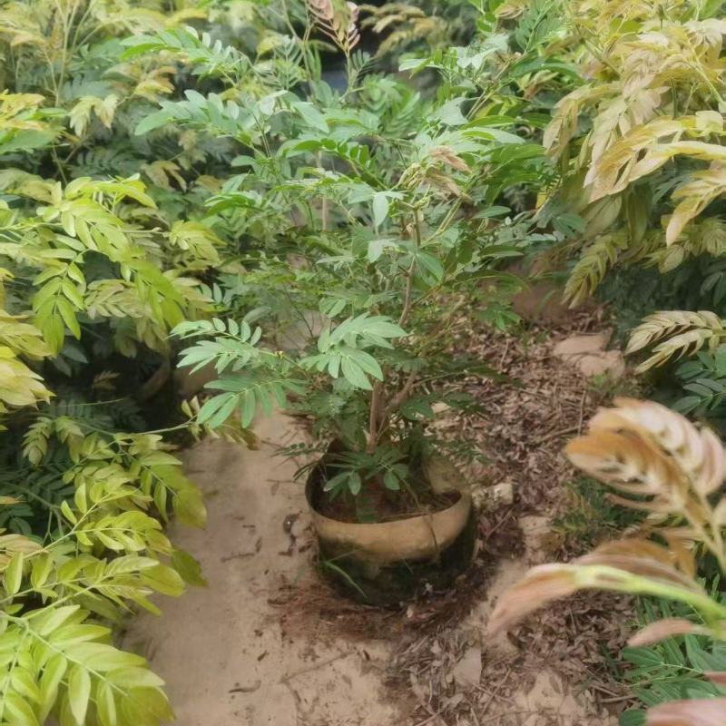红绒球80~1米大量出售