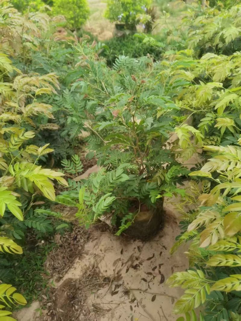 红绒球80~1米大量出售
