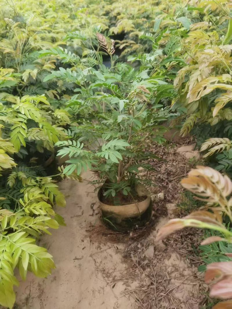 红绒球80~1米大量出售