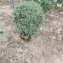 花叶女贞球60-1米高大量出售